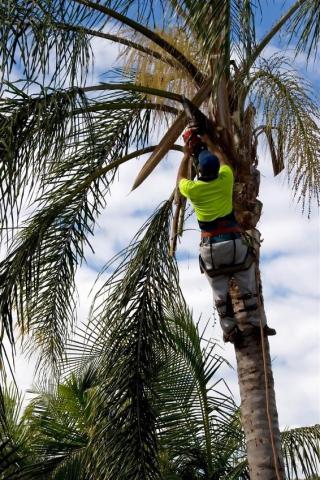 The Importance of Tree Care and Maintenance