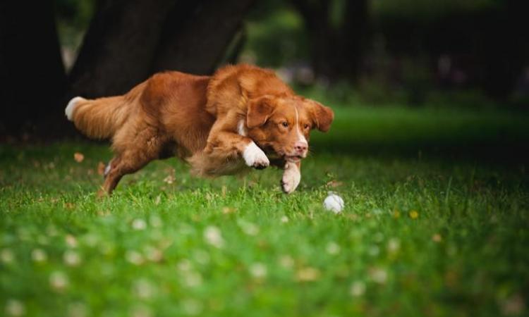 Paws up to Protecting Backyard Playtime