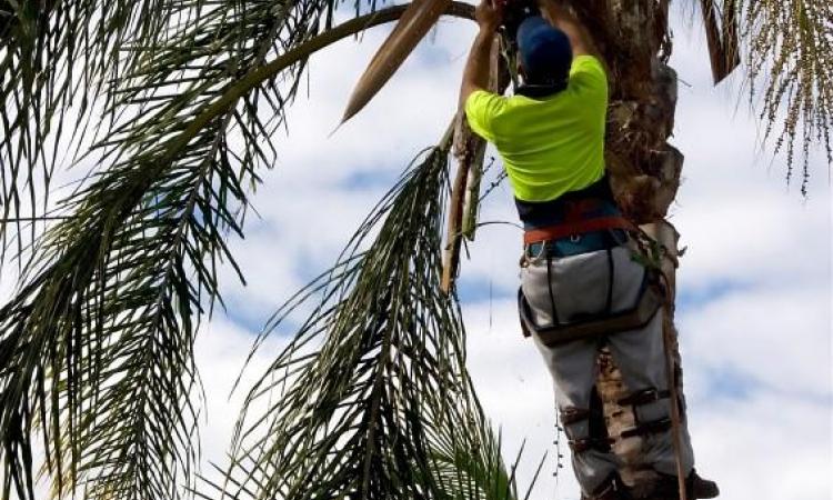 The Importance of Tree Care and Maintenance