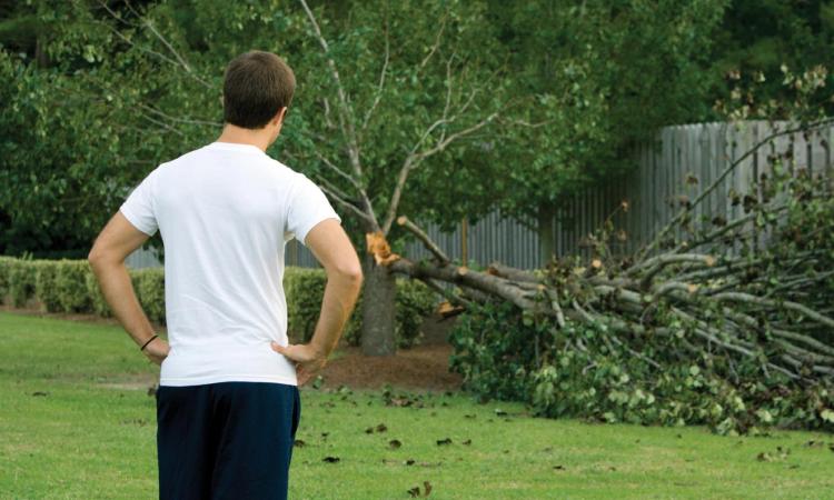 Tree Care and Protection