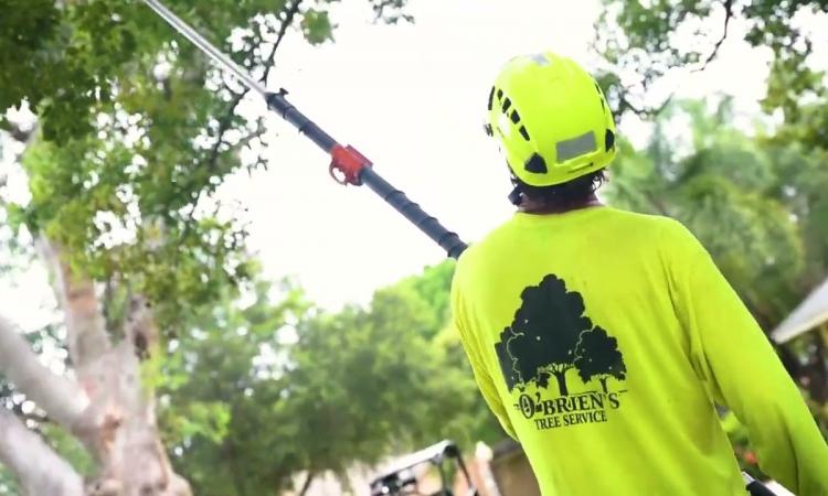 Embedded thumbnail for O&#039;Briens Tree Service and Stump Grinding