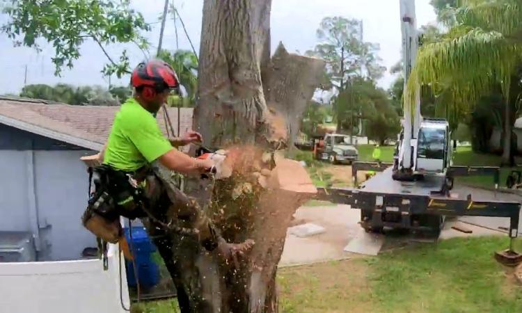 Embedded thumbnail for O&#039;Briens Tree Service and Stump Grinding
